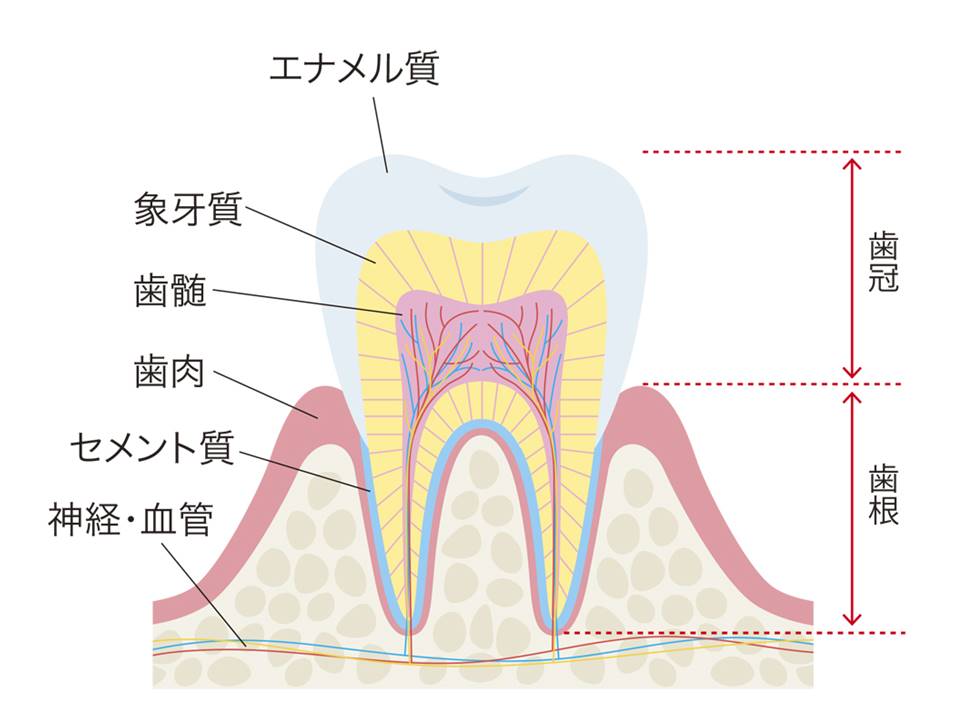 歯の解剖学 - その他