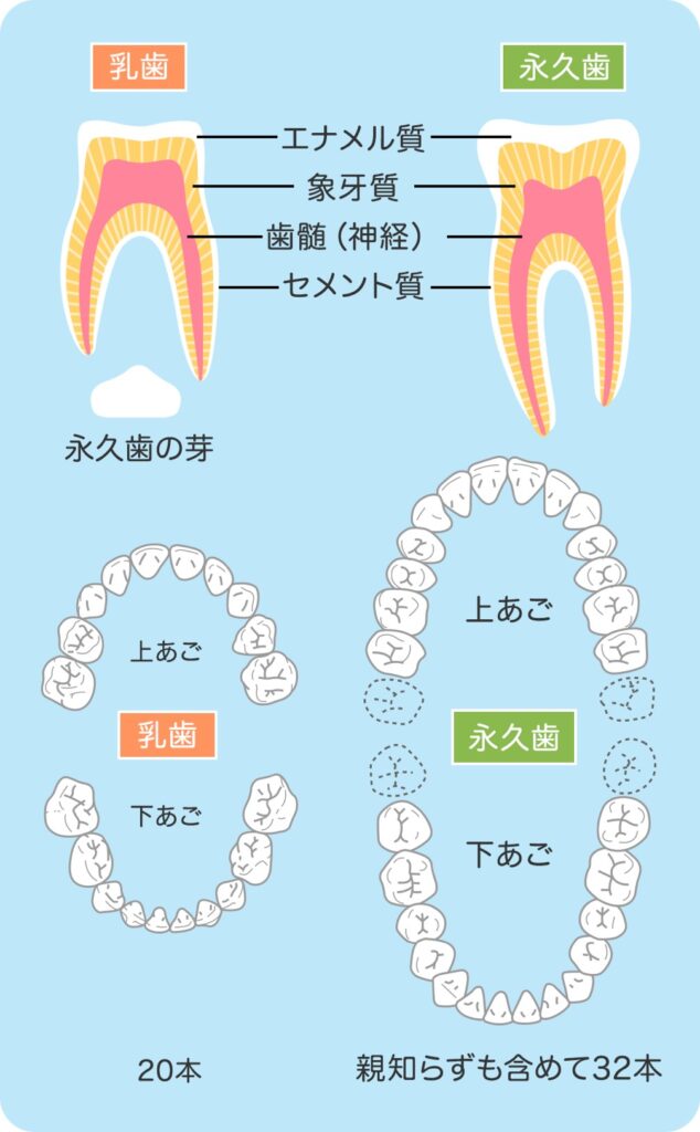 乳歯 と 永久歯 の 見分け 方